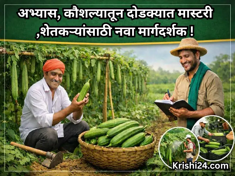 Gourd cultivation