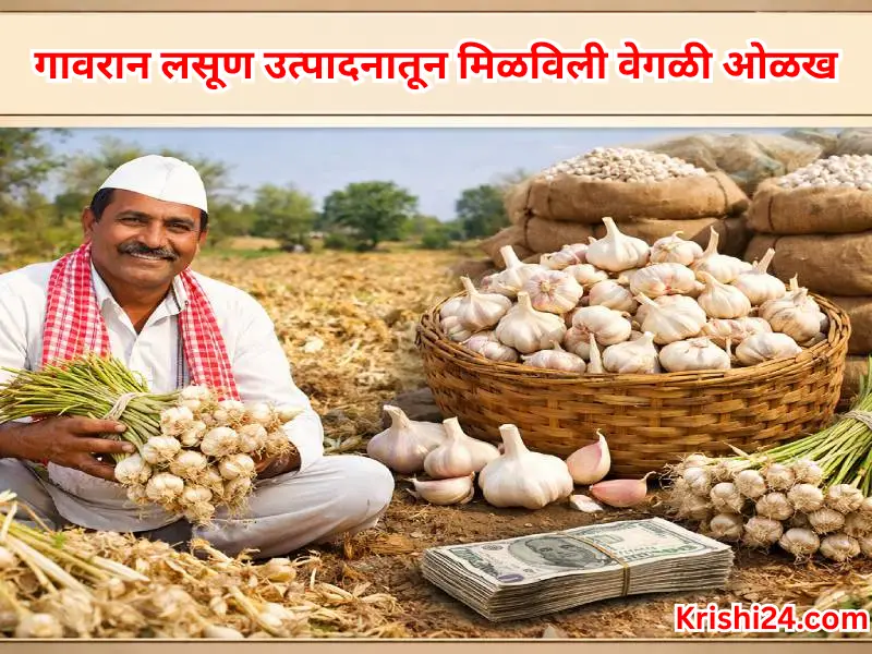 Indigenous garlic