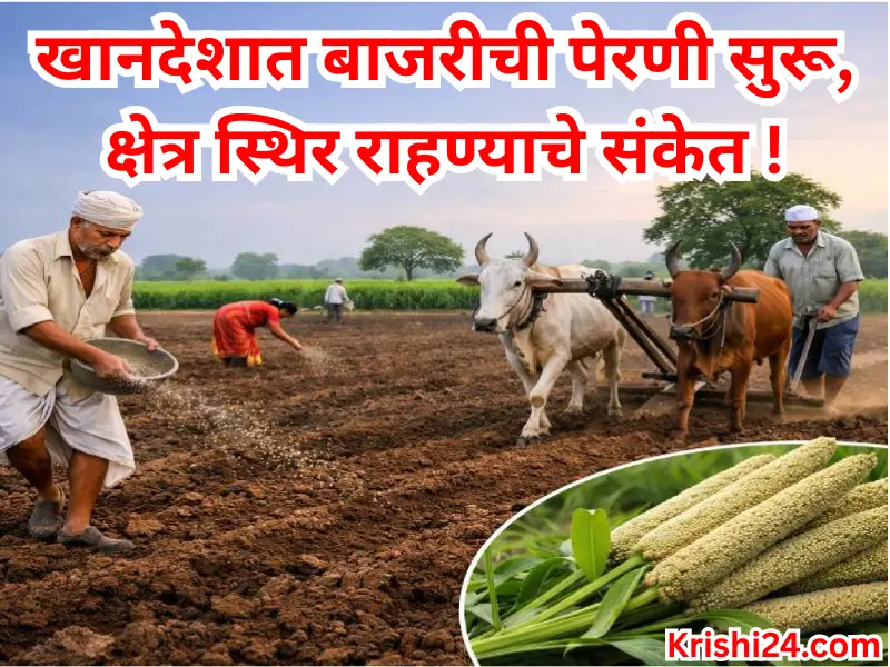 Pearl millet sowing