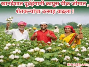 Pre-seasonal cotton crop