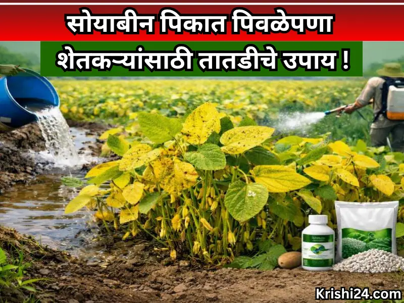 Soybean crops