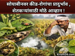 Soybean crops