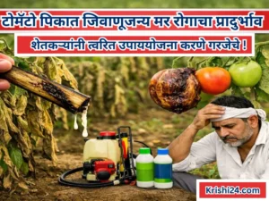 Tomato crops