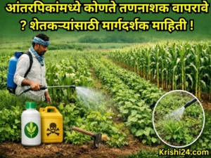 herbicide intercrops