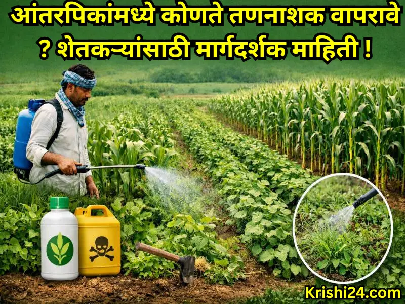 herbicide intercrops