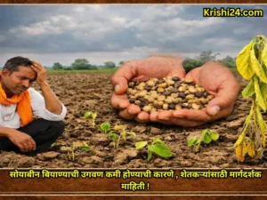 soybean seeds