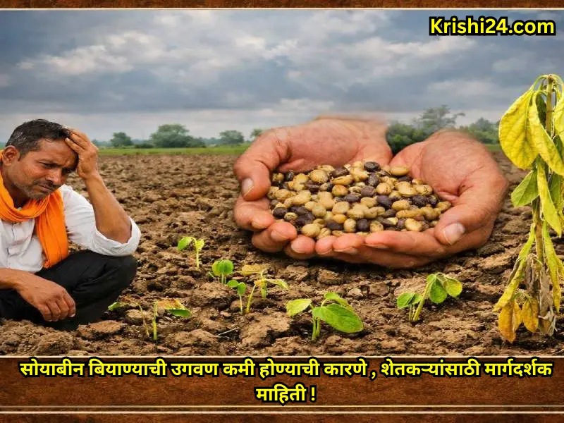 soybean seeds