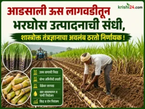 Adsali sugarcane cultivation