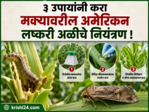American maize