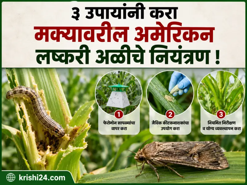 American maize