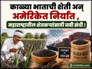 Black rice cultivation