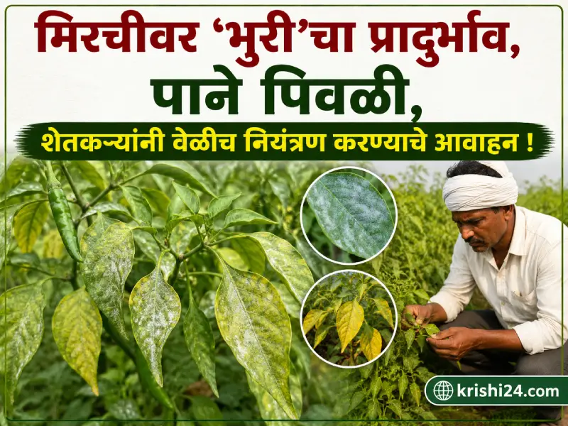 Chilli crop affected