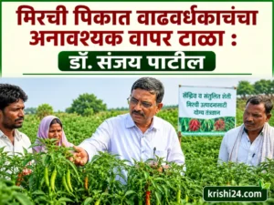 Chilli crops