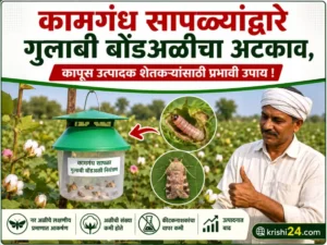 Cotton farmers