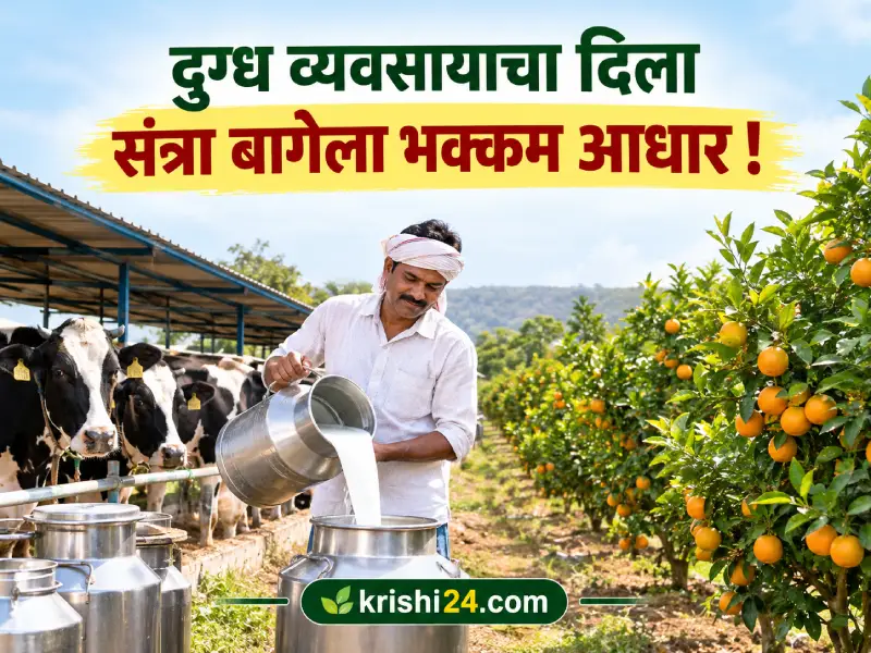 Dairy farming