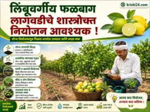 Establishing citrus orchards