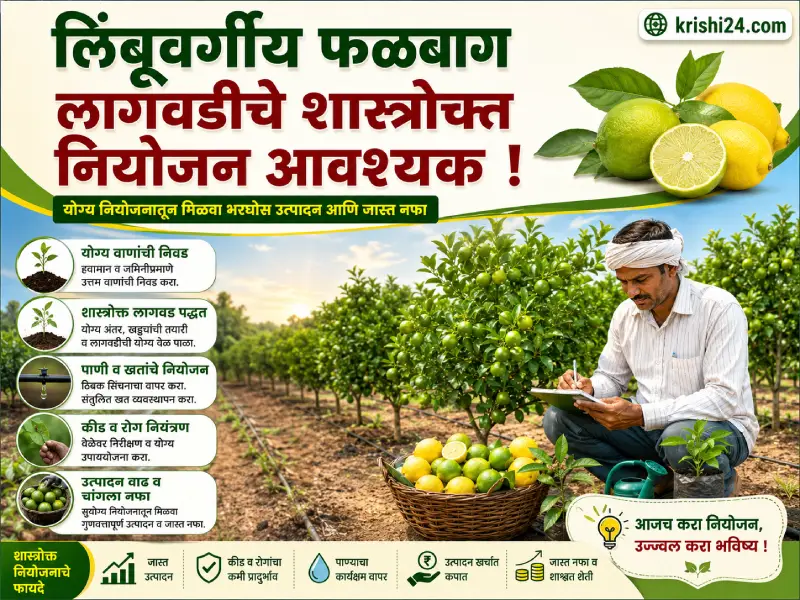 Establishing citrus orchards
