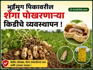 Groundnut crops