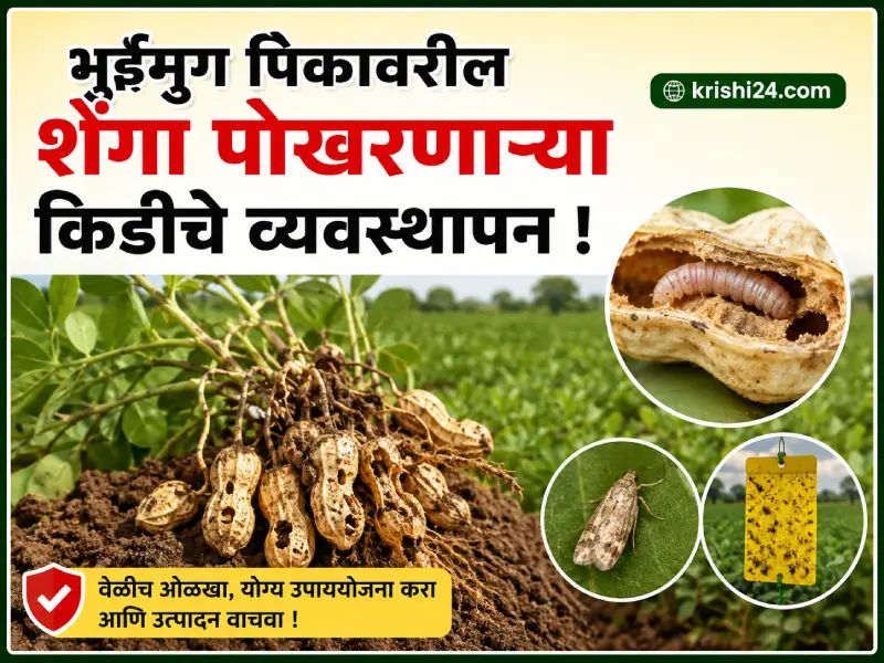 Groundnut crops