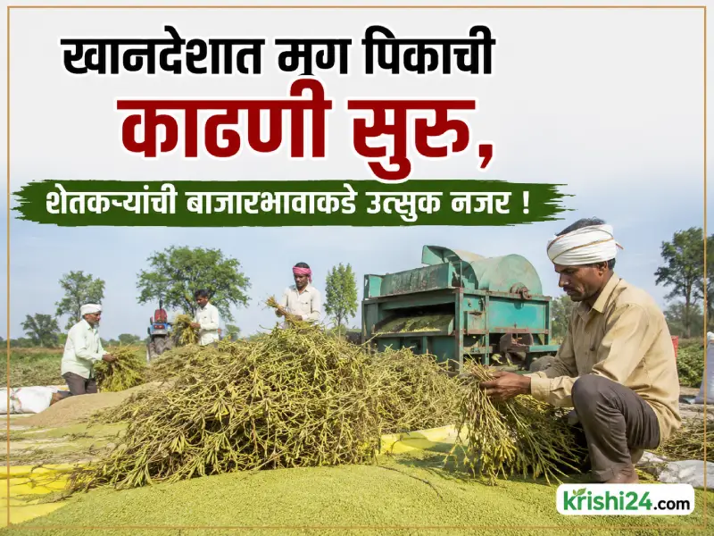 Moong harvesting