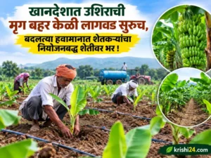 Mrig Bahar banana