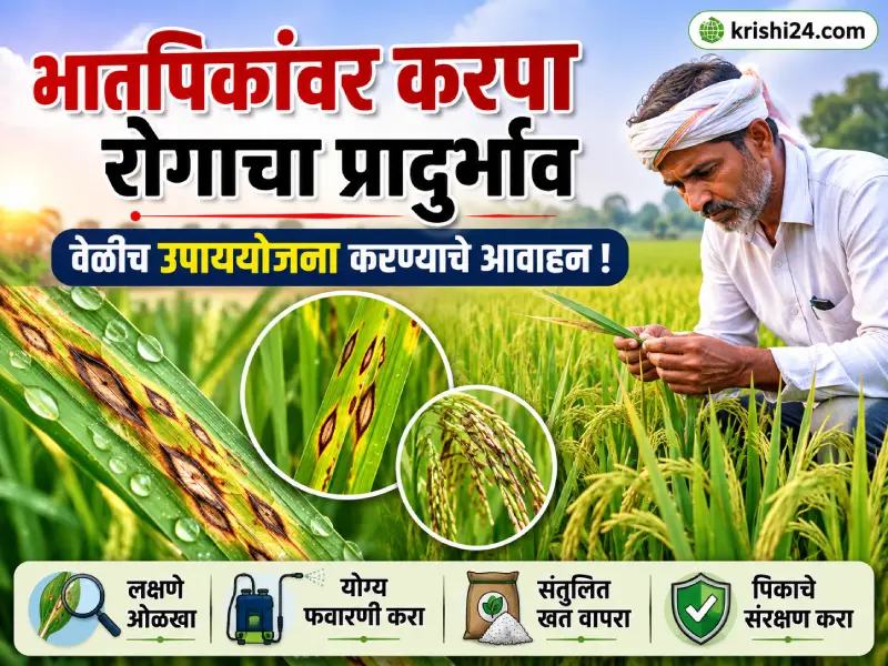 Paddy crops