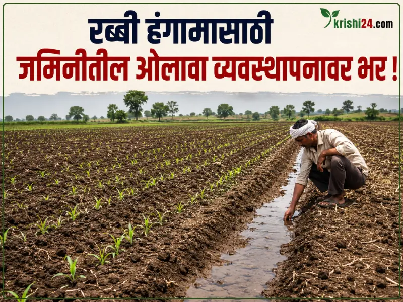 Rabi season