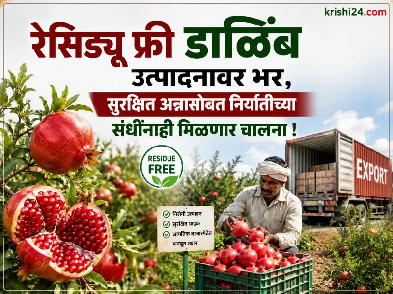 Residue free pomegranate