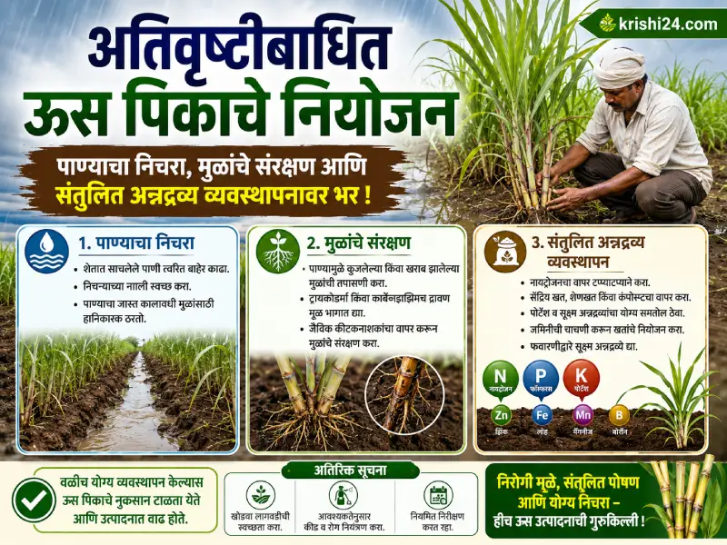 Sugarcane crops