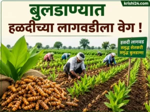 Turmeric cultivation