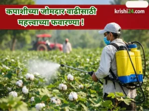 vigorous cotton growth (1)
