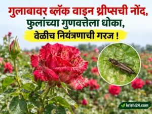 Black Vine Thrips