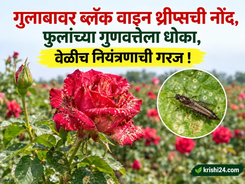 Black Vine Thrips