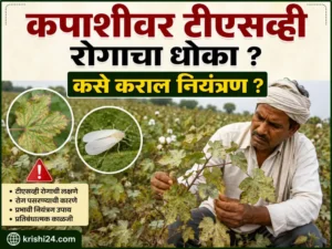 Disease in cotton