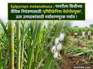 Epipyrops melanoleuca
