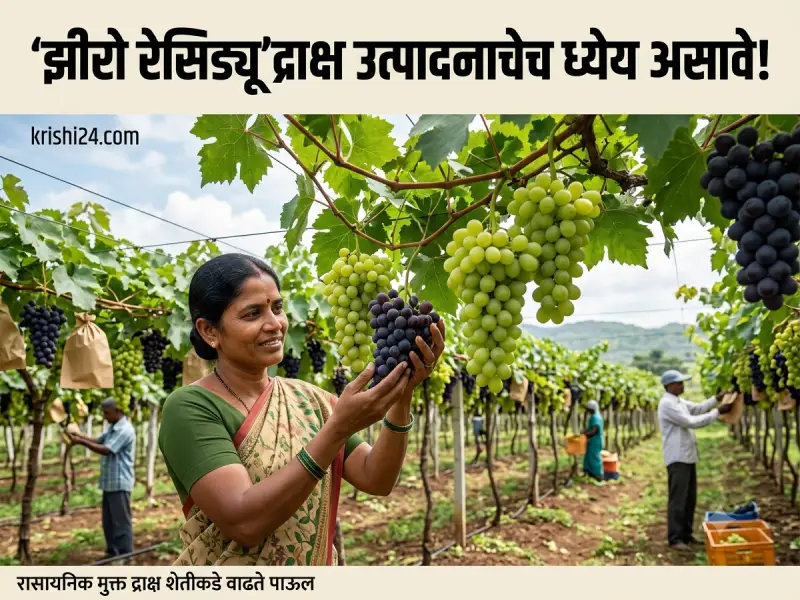 Grape production