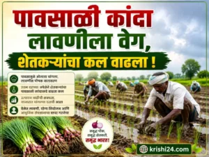 Monsoon onion planting
