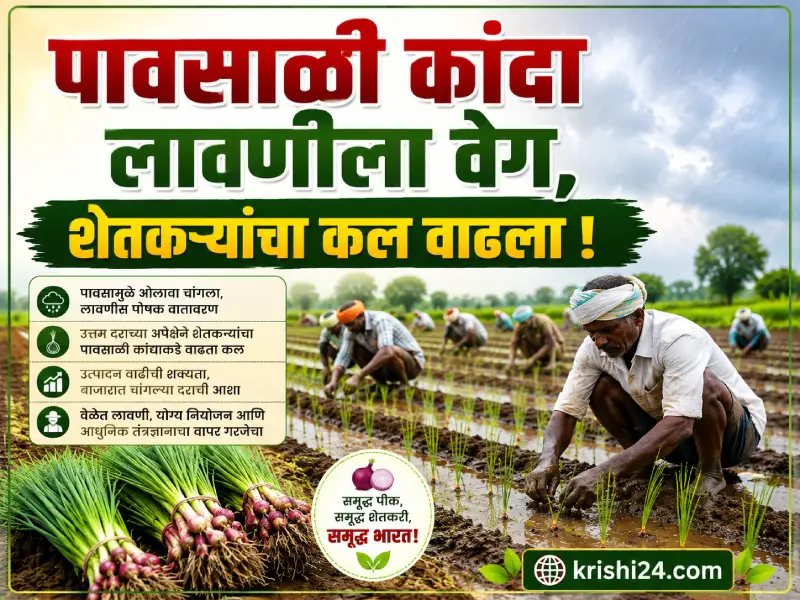 Monsoon onion planting