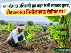 Mrig Bahar banana