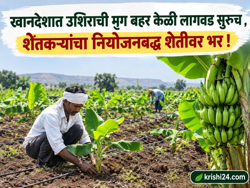 Mrig Bahar banana