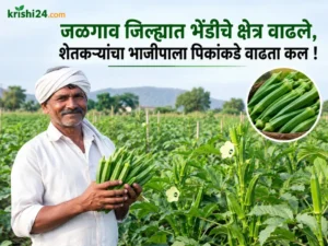 Okra cultivation area