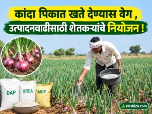 Onion crops
