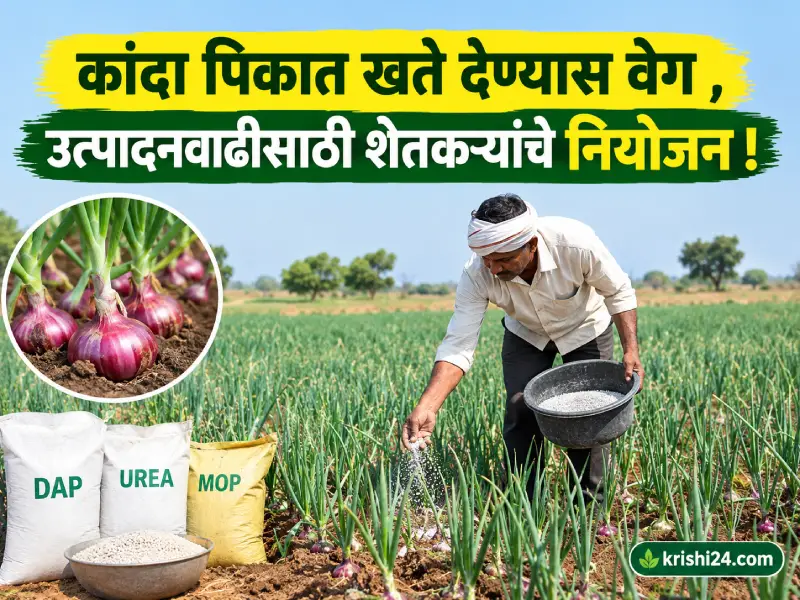 Onion crops