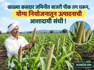 Pearl millet crop