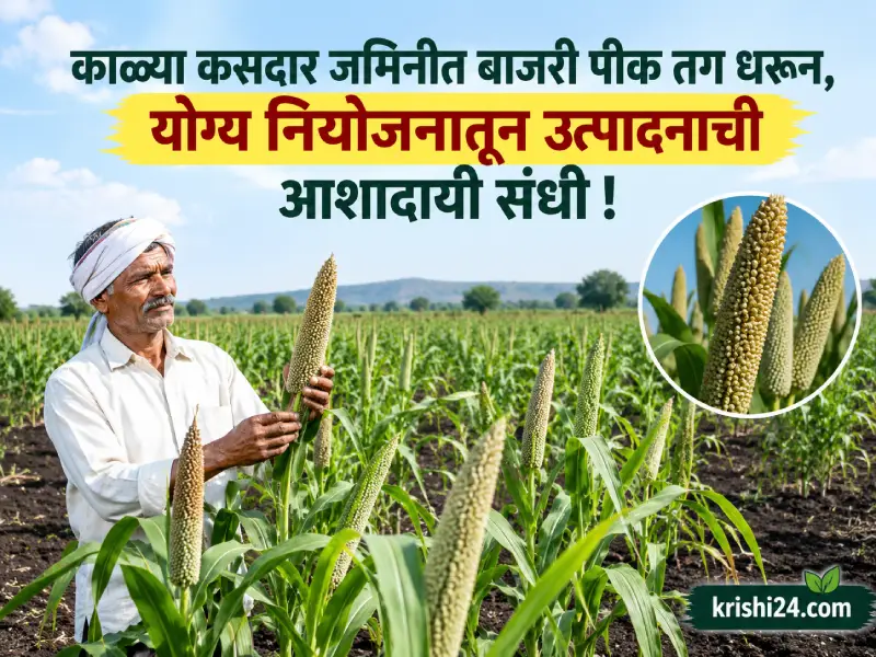 Pearl millet crop