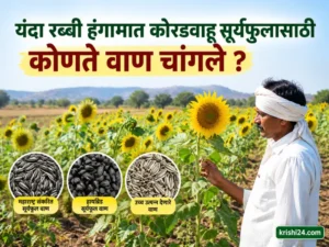 Rabi season (1)