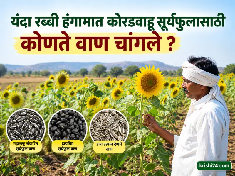Rabi season (1)