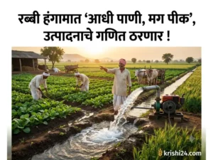 Rabi season