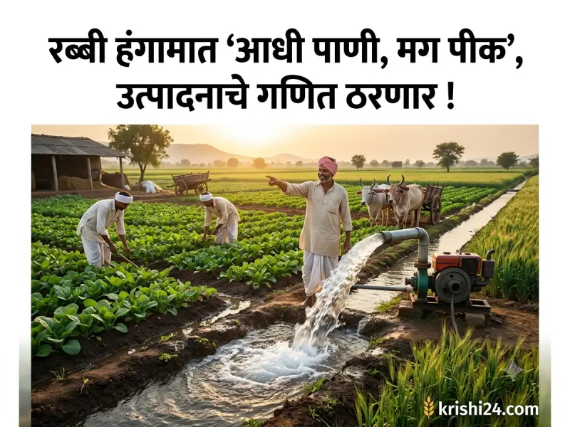 Rabi season