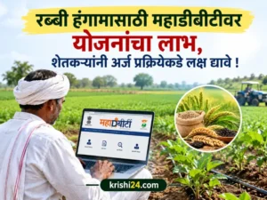 Rabi season